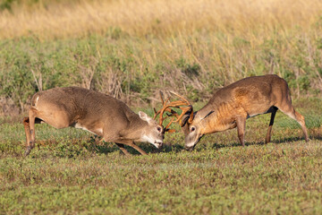 White-tailed Deer (Odocoileus virginianus) males fighting