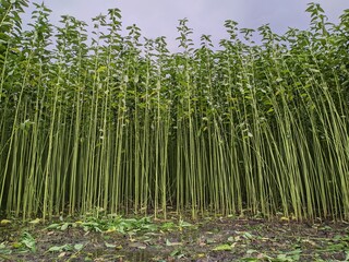green tall jute plants with white sky. Jute cultivation in Bangladesh.