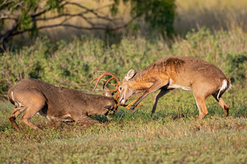 White-tailed Deer (Odocoileus virginianus) males fighting