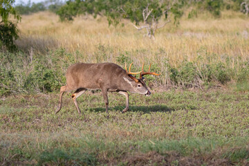 Obraz na płótnie Canvas White-tailed Deer (Odocoileus virginianus) buck trailing doe in estrus