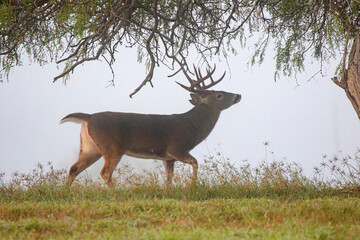 White-tailed Deer (Odocoileus virginianus) male following scent of female