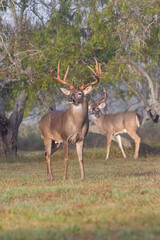 White-tailed Deer (Odocoileus virginianus) males in breeding condition