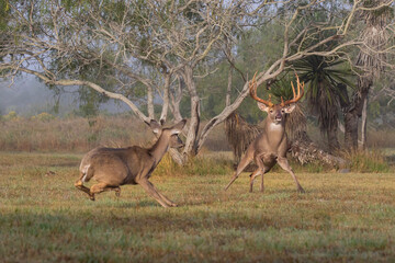 White-tailed Deer (Odocoileus virginianus) male chasing female to breed
