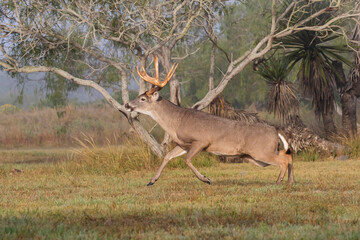 White-tailed Deer (Odocoileus virginianus) male chasing females during breeding season.