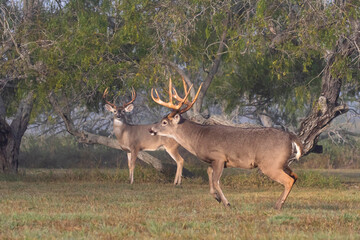 White-tailed Deer (Odocoileus virginianus) male chasing females during breeding season.