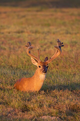 White-tailed Deer (Odocoileus virginianus) buck resting in meadow