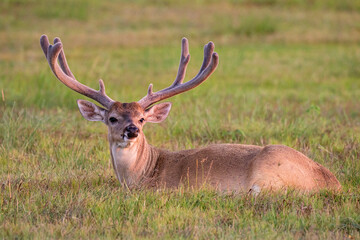 White-tailed Deer (Odocoileus virginianus) buck growing antlers