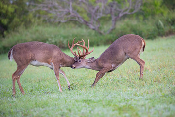 White-tailed Deer (Odocoileus virginianus) bucks fighting