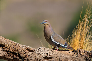 White-winged Dove (Zenaida asiatica) looking for seeds