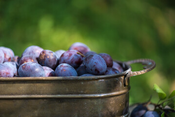 Nahaufnahme Pflaumen, frisch gepflückt, im Querformat vor grünem Hintergrund