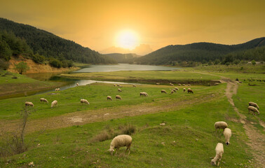 Sheep in the meadow. Herds of sheep graze at sunset