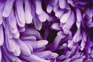 Violet aster flower closeup chrysanthemum type. Rich petals purple flower head macro full frame. In bloom