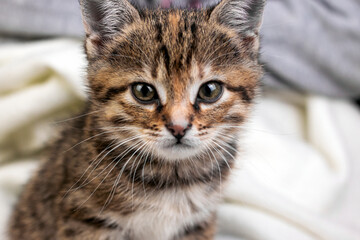 Little cute kitten portrait close- up image, selective focus.