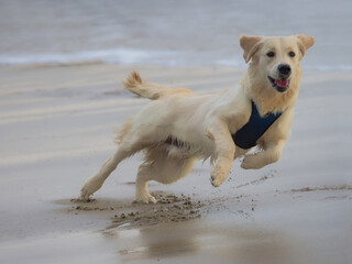 Obraz premium Young Retriever Having Fun At The Beach