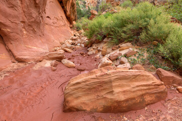 USA, Utah. Capitol Reef National Park, drying mud and rocks on floor of Grand Wash and steep sandstone walls.