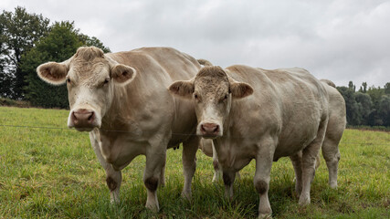 Close up of two cream coloured Charolaise cows