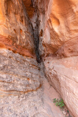 USA, Utah. Capitol Reef National Park, Narrow side canyon branching from Cohab Canyon.