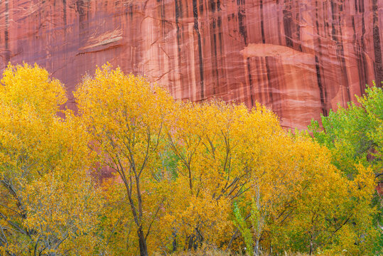 USA, Utah. Capitol Reef National Park, Autumn colored Fremont cottonwoods grow alongside sandstone walls with mineral-stains called desert varnish.