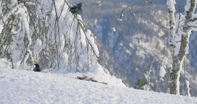 Large golden eagle landing and scare away birds in the snow at mountain peak at the winter