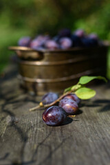 Close up frische Zwetschgen