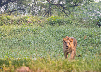 A Lion cub in a field