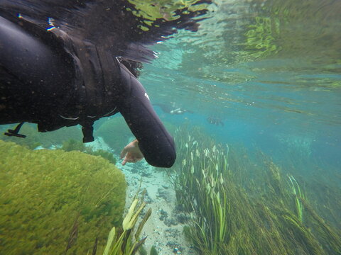Bonito - MS,  Brazil. Diving in Sucuri River