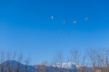 安曇野の空を飛ぶ白鳥