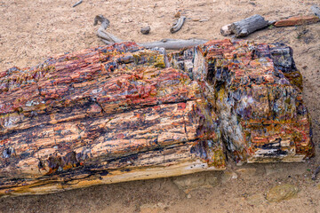 USA, Utah. Escalante Petrified Forest State Park, colorful remains of petrified wood and surrounding ground.