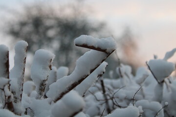 snow covered branches