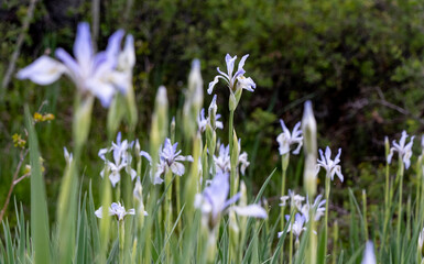 USA, Utah. Wild Iris (Iris missouriensus) in the Manti-La Sal National Forest.