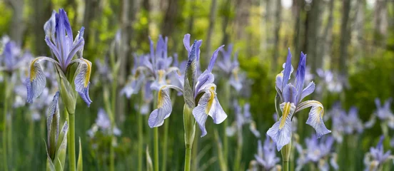 Schilderijen op glas USA, Utah. Wild Iris (Iris missouriensus) in the Manti-La Sal National Forest. © Danita Delimont