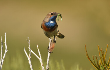 pechiazul en la sierra de gredos