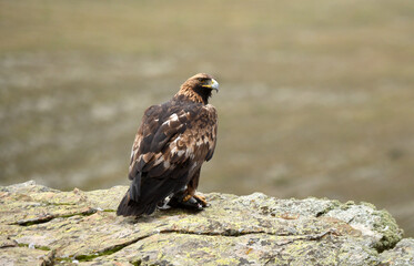 aguila real adulta en la sierra abulense