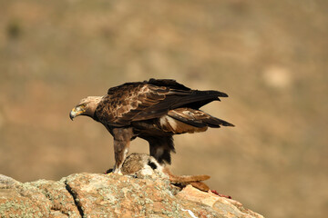 aguila real adulta en la sierra abulense