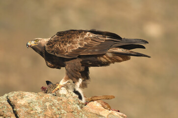 aguila real adulta en la sierra abulense