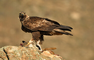 aguila real adulta en la sierra abulense