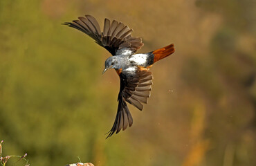 Vuelo del roquero rojo