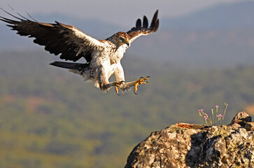 Aguila perdicera aterrizando