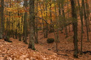 Paisajes de otoño en el bosque