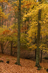 Paisajes de otoño en el bosque