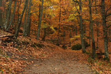 Paisajes de otoño en el bosque