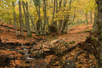 Paisajes de otoño en el bosque