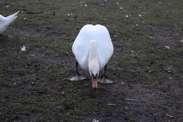 White Swan - Bruges Belgium
