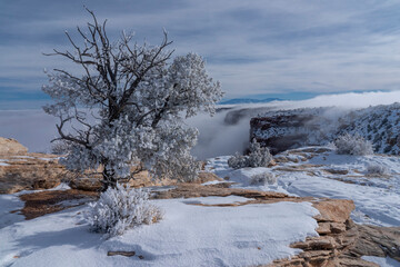 USA, Utah. Hoar frost covering a juniper on the edge of the canyon with fog, Island in the Sky, Canyonlands National Park.