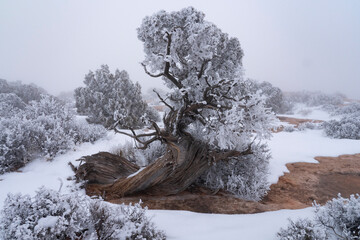 USA, Utah. Hoar frost covering a juniper on the edge of the canyon with fog, Island in the Sky,...