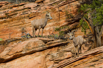 USA, Utah, Desert Bighorn sheep on the sandstone cliffs of Zion National Park.