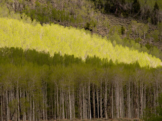 Aspen trees, spring, ancient Pando clone (estimated to be 80,000 years old), Fishlake National Forest, Utah