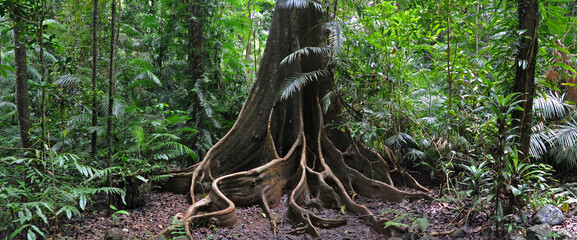 Regenwald Baum
