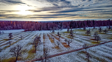 Baumwiese mit Wald mit Schnee gezuckert in der Abendsonne