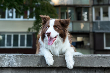 Adorable Young Border collie dog sitting on the ground against livinghouse. Cute fluffy petportrait.